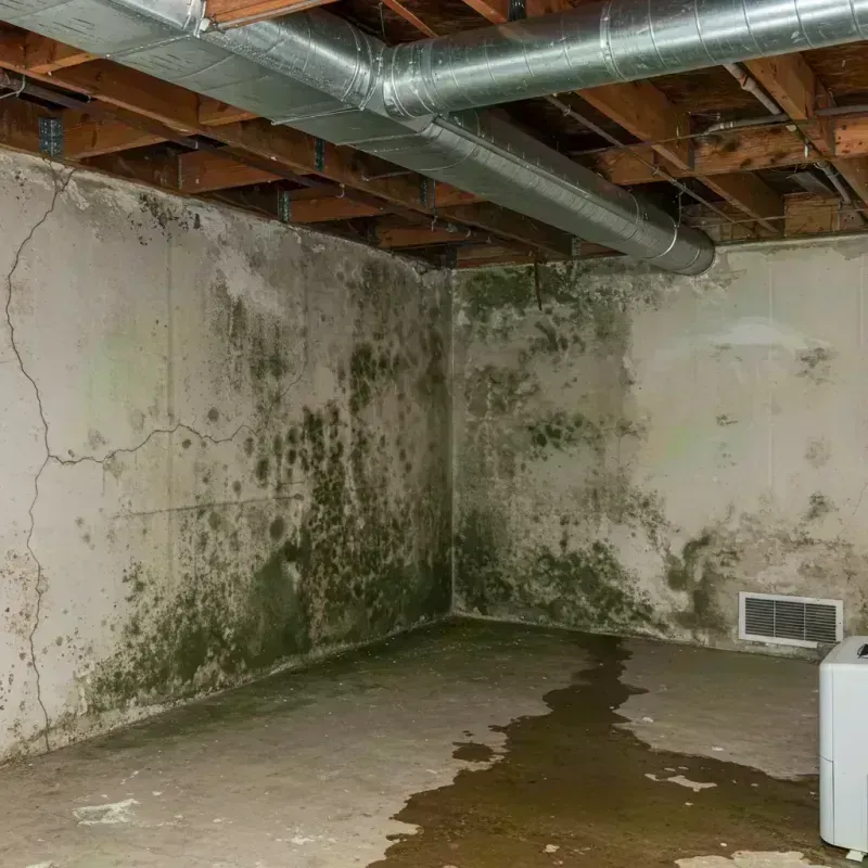 Professional Mold Removal in Sainte Genevieve County, MO